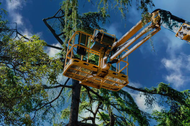  Lafayette, CA Tree Removal and Landscaping Services Pros